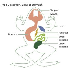 Label the diagram frog dissection