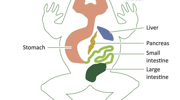 Label the diagram frog dissection