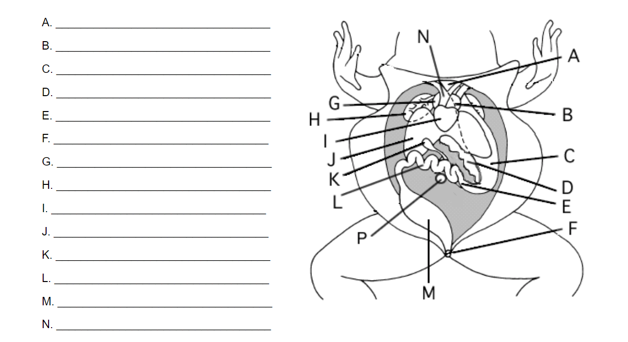 Label the diagram frog dissection