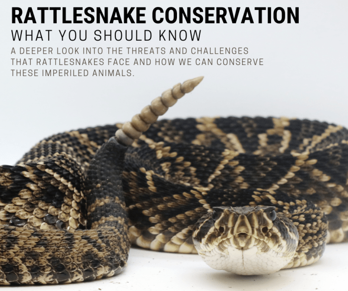 Venom rattlesnakes rattlesnake fangs dripping myths worldatlas rapidly evolving toxic