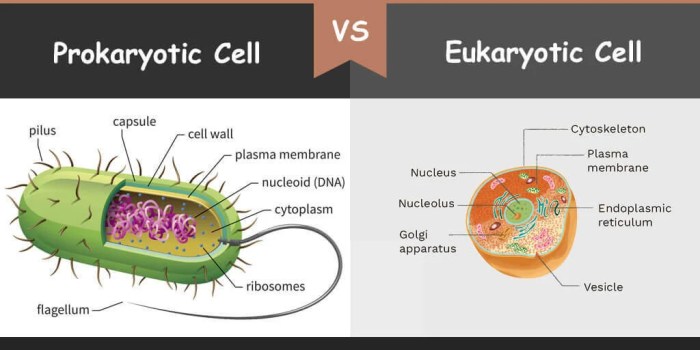 Prokaryotic eukaryotic cells worksheet answer key fill notes blank student prokaryotes eukaryotes vs cell worksheets science middle school teaching life