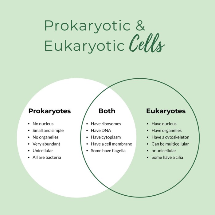 Prokaryotic and eukaryotic cells worksheet answers