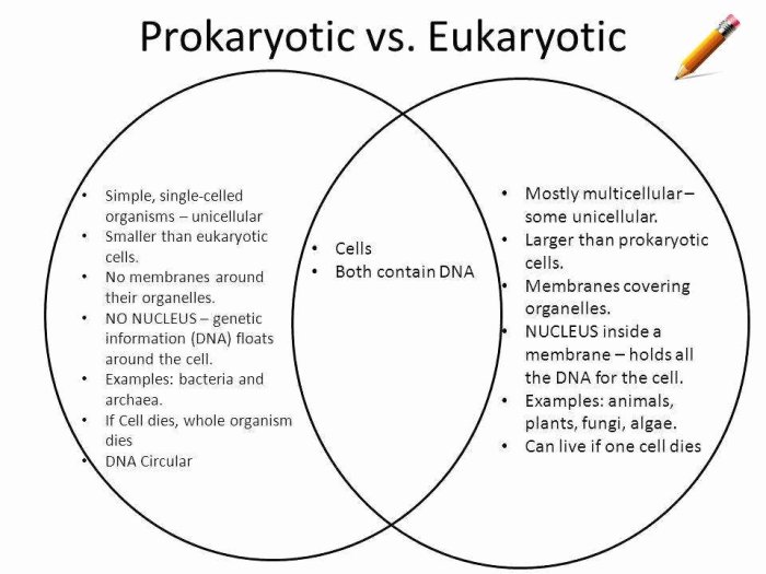 Eukaryotic worksheet prokaryotic cells comparing assessment review preview