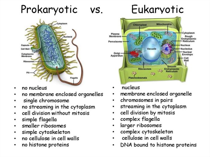 Prokaryotic and eukaryotic cells worksheet answers